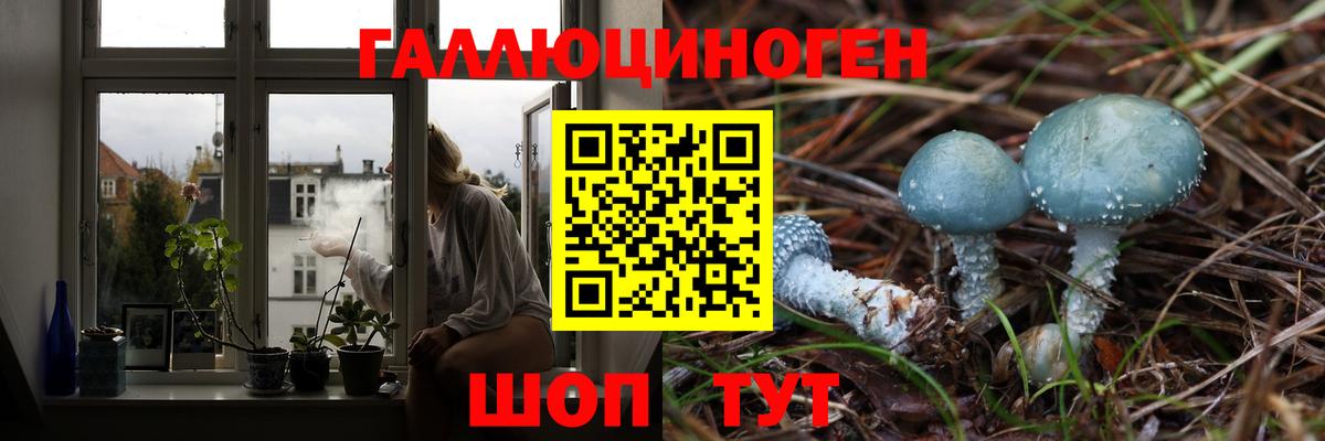 Псилоцибиновые грибы Psilocybine cubensis Звенигород